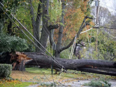 Trees Fallen on Powerlines