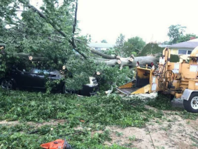 Trees Fallen on Cars
