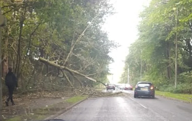 Trees Fallen on The Road