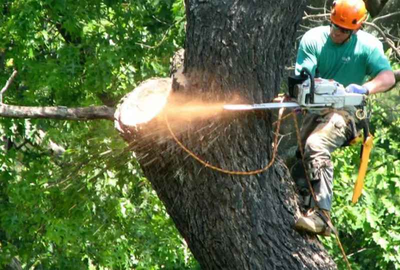 Tree Services
