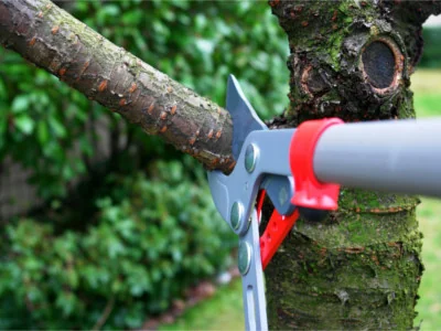 Tree trimming